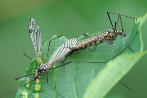 Nephrotoma pratensis
